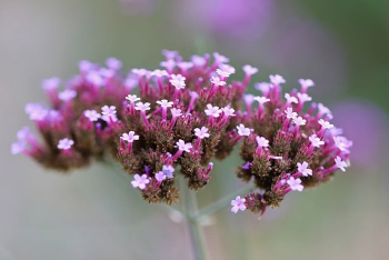 verbena ency